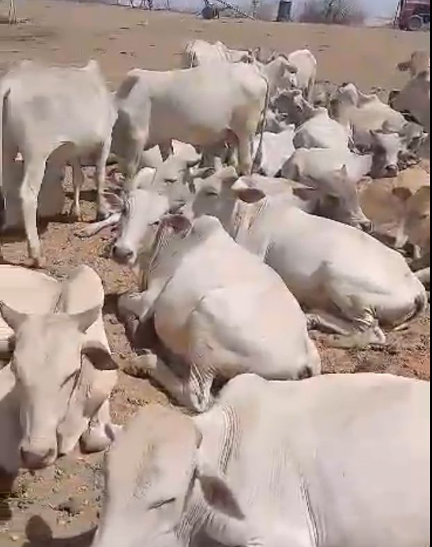 59 رأس من الثيران